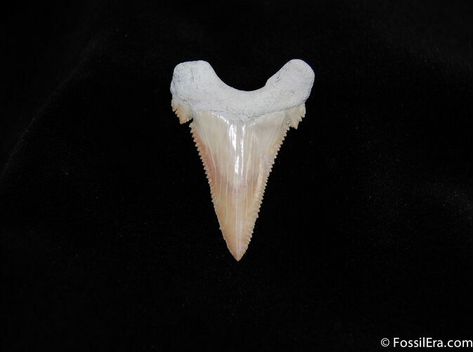 Highly Serrated and Sharp Palaeocarcharodon Tooth #239